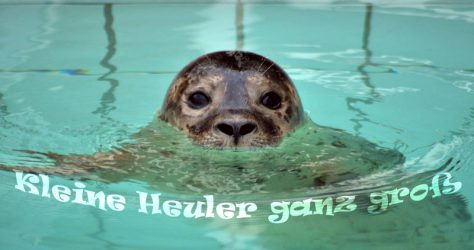 Heuler - kleine Seehunde