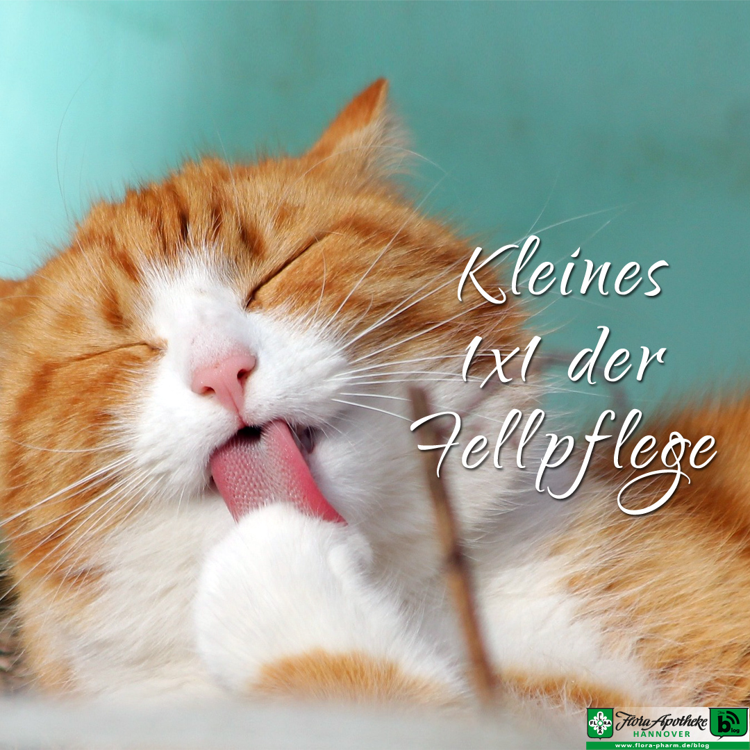 Das 1x1 der Katzen Fellpflege