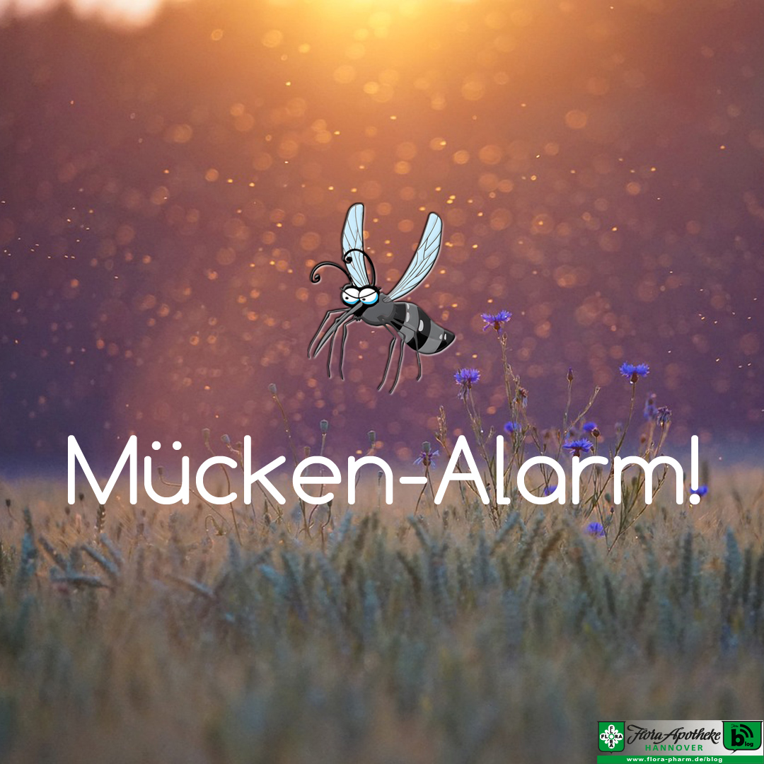 Mücken-Alarm: Die Kriebelmücke