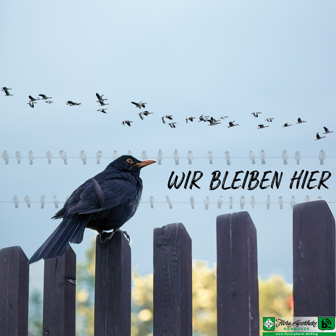 Einige Wildvögel überwintern hier. Wie können wir Sie unterstützen?